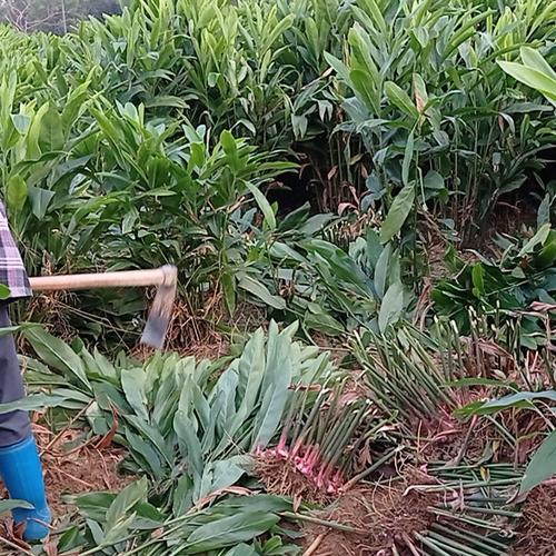 化州市粤丰南姜种植专业合作社