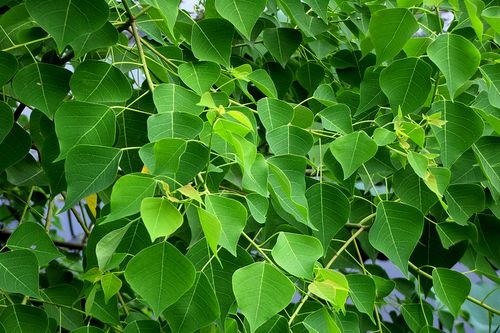 乌桕大戟科乌桕属