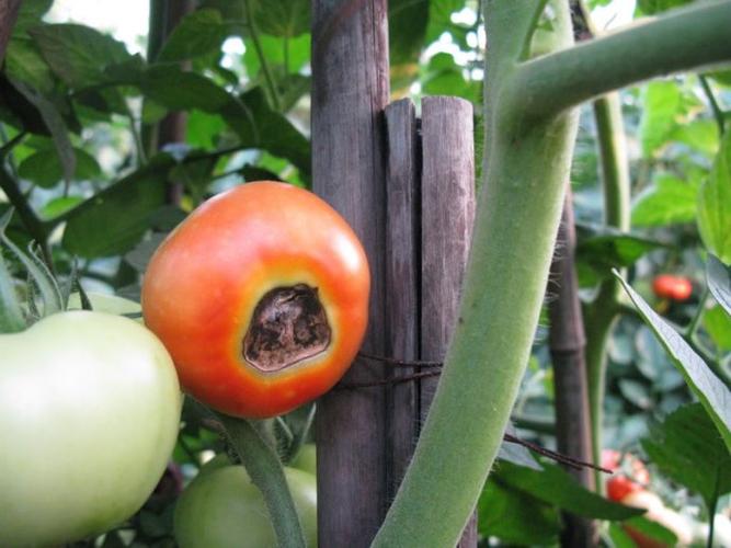 三, 脐腐病脐腐病在番茄种植中也较为常见,与水分不均衡,缺钙,土壤不