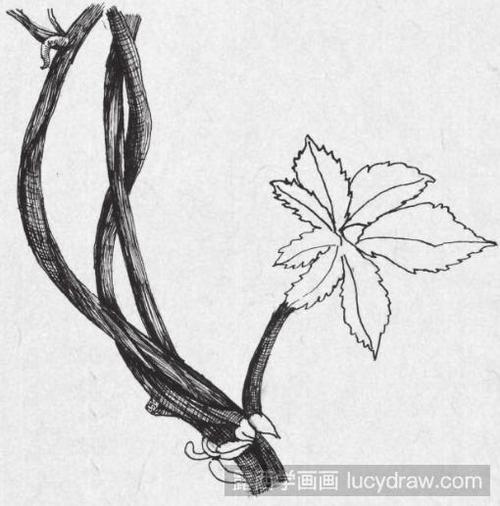 05 笔触跟着藤蔓的结构排线,同时注意理清藤蔓的缠绕关系,区分藤蔓