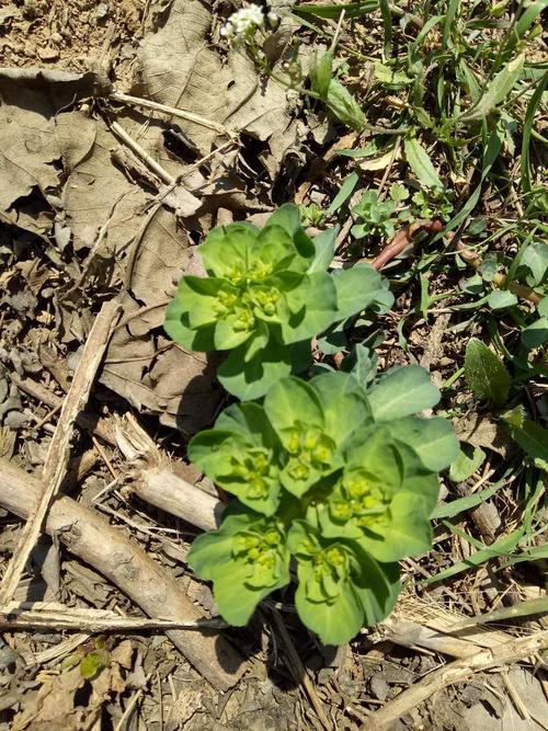 有毒的毛毛眼(音)