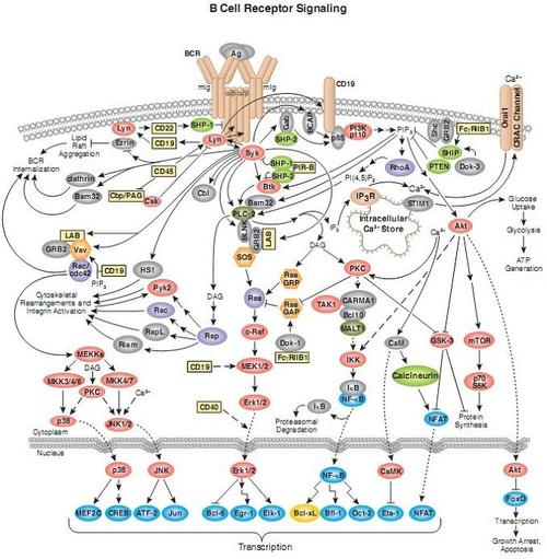 细胞信号转导最具代表性的mapks通路如下:①erk(extracellularsignal