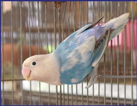 理性看待杂交品系牡丹鹦鹉