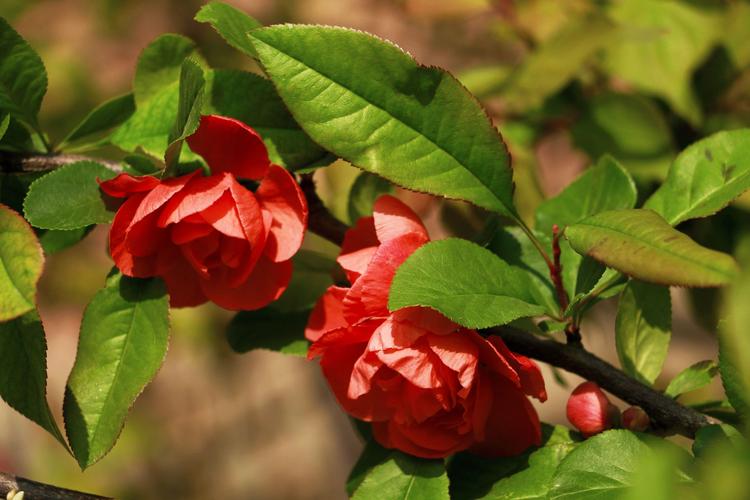 红彤彤的贴梗海棠