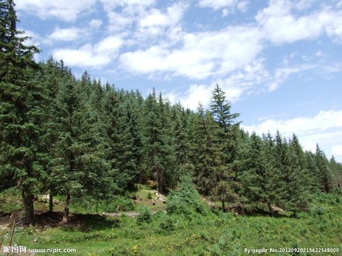 祁连山中松树林图片