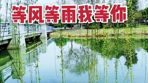 阿敏演唱(等风等雨我等你)