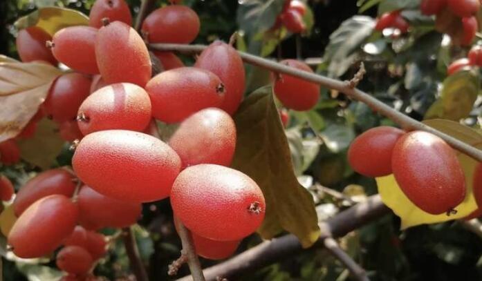 羊奶果的功效与作用听一下果农怎么说?羊奶果都有哪些