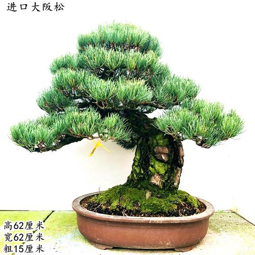 精品日本矮霸造型大阪松盆景进口三河黑松四季常青罗汉松黄杨阳台