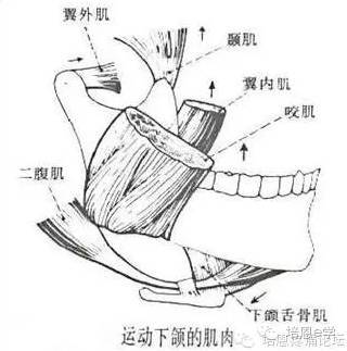 颞下颌关节(tmj)由咬肌,翼状肌,颞肌,斜方肌,胸锁乳突肌起的.