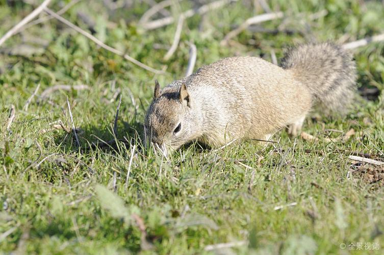 题:加利福尼亚,地松鼠,特写,吠叫 英 文:californian ground squirrel