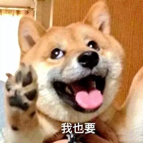 表情包:渴望爱情