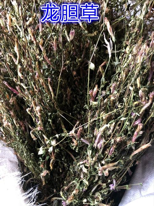 载缘记龙胆草紫花龙胆草胆草苦胆草龙胆花四川小叶龙胆草