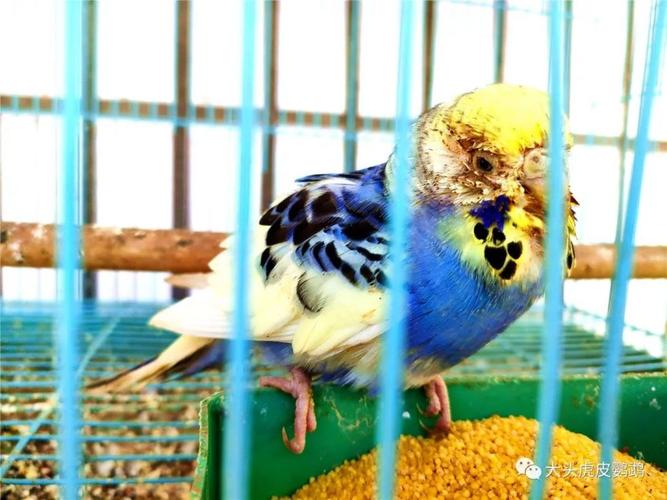 最详细的虎皮鹦鹉单眼流泪双眼浮肿及治疗办法!