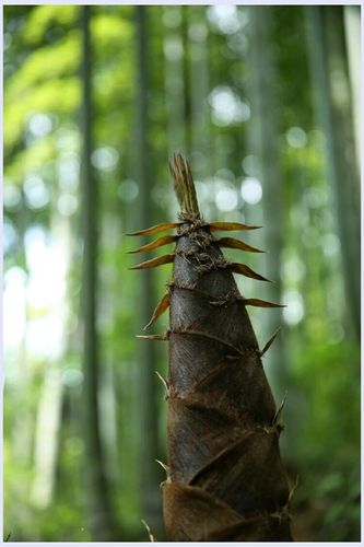 竹林深处……雨后春笋茁壮成长!
