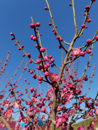 塔子山梅花基地