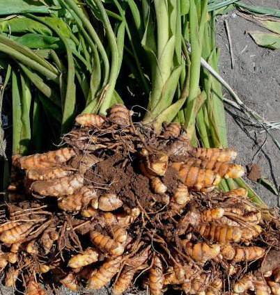 姜科 姜属多年生草本植物 姜黄(学名:curcuma longa l.