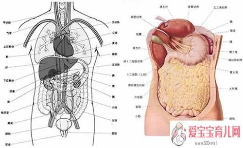 人体器官结构图五脏六腑肾的位置结构分布图及解说