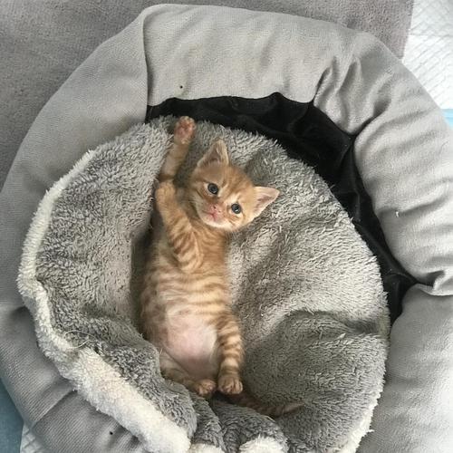 【领养】浙江金华不到一个月超可爱的小橘猫待领养!