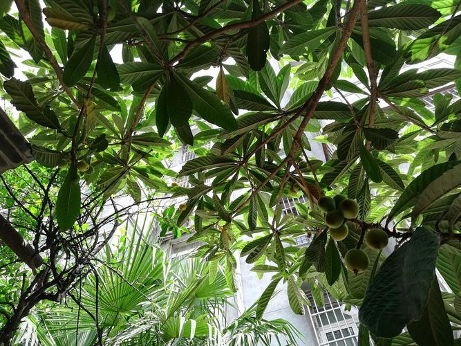 家里的枇杷树结果了,分享给大家