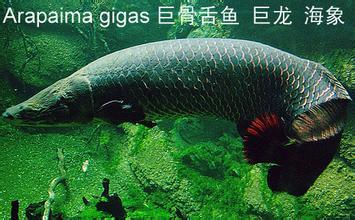 巨骨舌鱼属 arapaima  鱼类 是龙鱼的近亲,亚马逊流域的巨滑舌鱼