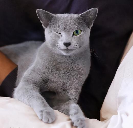 2.俄罗斯蓝猫