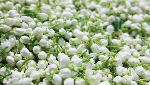 "小花茉莉淡无香"的错乱,是诗人调皮,还是对真水无香的向往