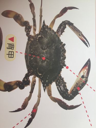 螃蟹身体的部位名称,有一对螯足,四对步足,还有背甲和有柄的眼.
