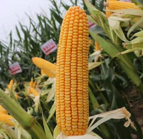 2018选玉米种要掌握的13个标准