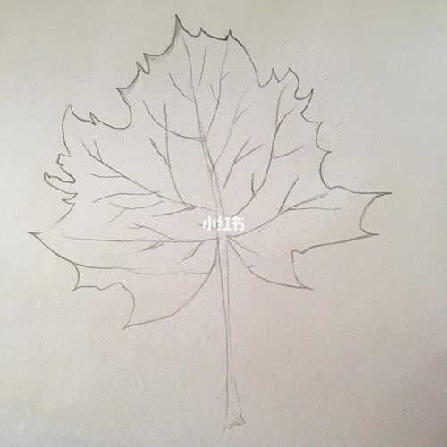 素描枫叶93 今天在家无聊,想着最近大家都在发枫叶93,本来想画