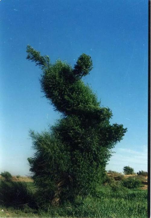 奈曼柳树怪,不信你不爱