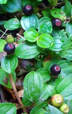 地稔图片 阳春市八甲镇百科全书 - 属于八甲人的百科