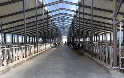 【幸福花开新边疆】挤28头奶牛只需15分钟 看科技牧场