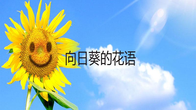 向日葵的花语是什么