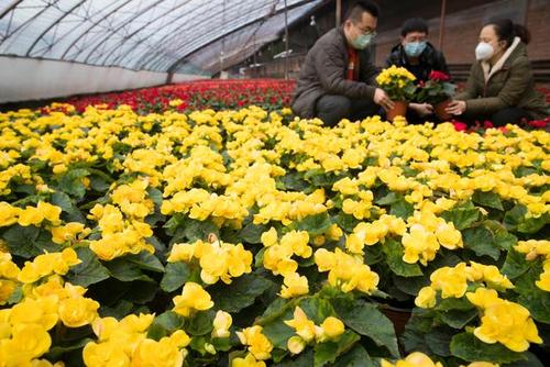 3月26日,在黑龙江省红旗农场花卉种植基地,农场工作人员在鲜花大棚
