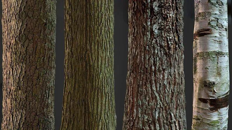 资源福利高精度树木树皮pbr纹理贴图大合集