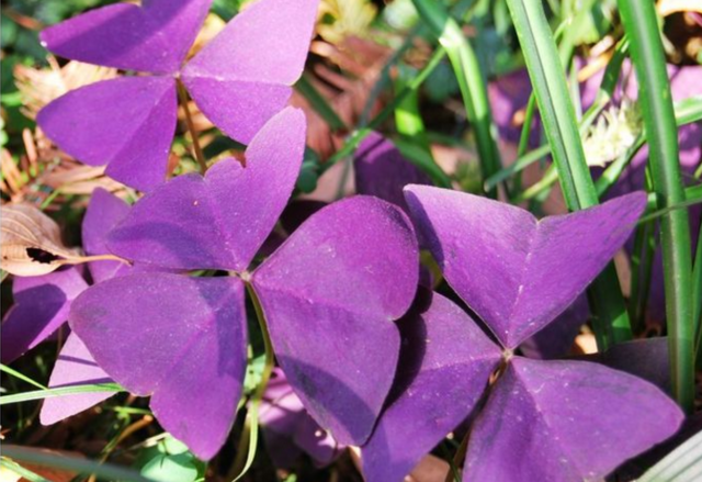 只要了解其习性,你的紫叶酢浆草一定会花开爆盆的哦!