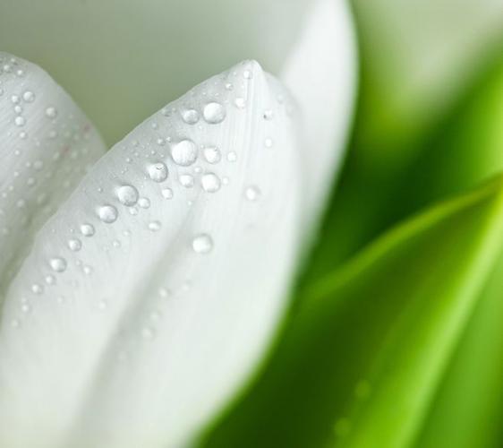 花朵 白绿色 清新 背景 广告 素材 设计 植物 自然