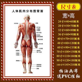 医院科室挂图 人体骨骼结构图肌肉解剖图解大挂图全身