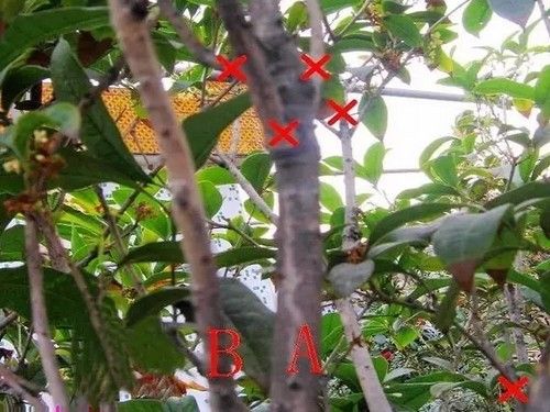 盆栽桂花修剪方法图解