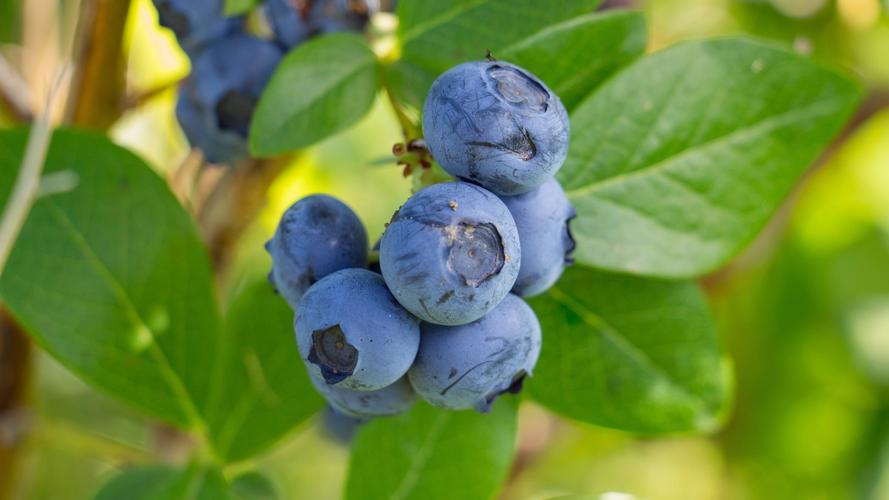 蓝莓图片大全-花卉壁纸-高清花卉图片-第5图-娟娟壁纸