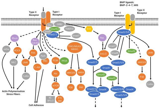 我们提供各类科研所需用图: 流程图,信号通路图,模式图,示意图等.