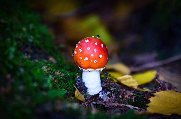 毒蘑菇
