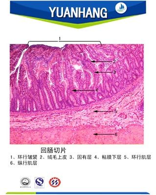 组织胚胎学切片 生物医学切片 高教生物切片 空肠切片