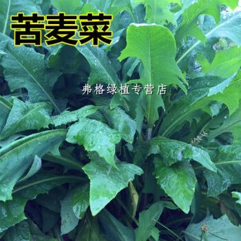 苦荬菜种子 多年生牧草 猪牛羊鸡鸭鹅苦麻菜苦麦菜苦买菜苦卖菜 1000