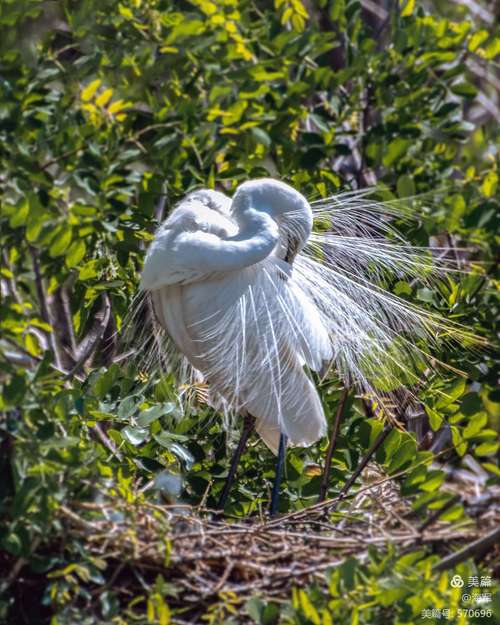纪回家庄《白鹭园》