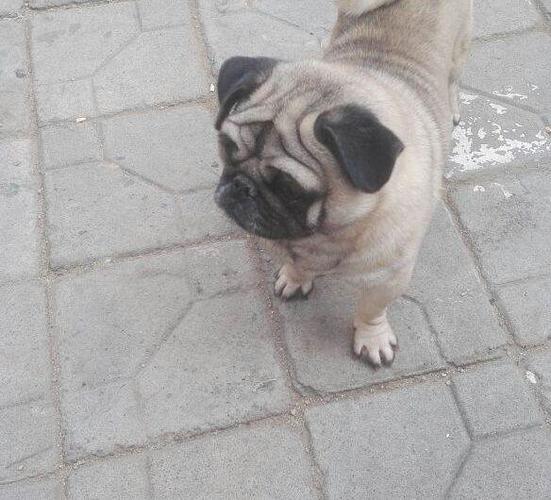 自己家养纯种巴哥犬转让