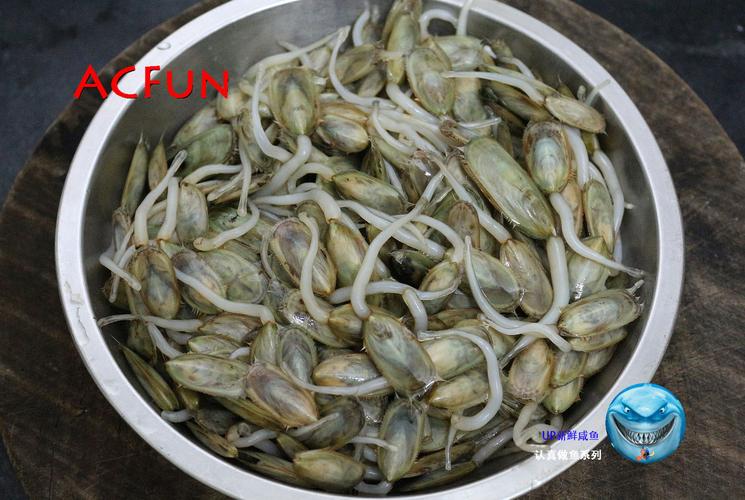这是一种贝类,叫 舌型贝,我们这边叫指甲螺