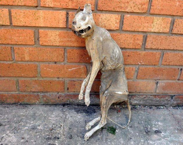 人类把猫当宠物也有几千年了,可是我们对猫的行为还是