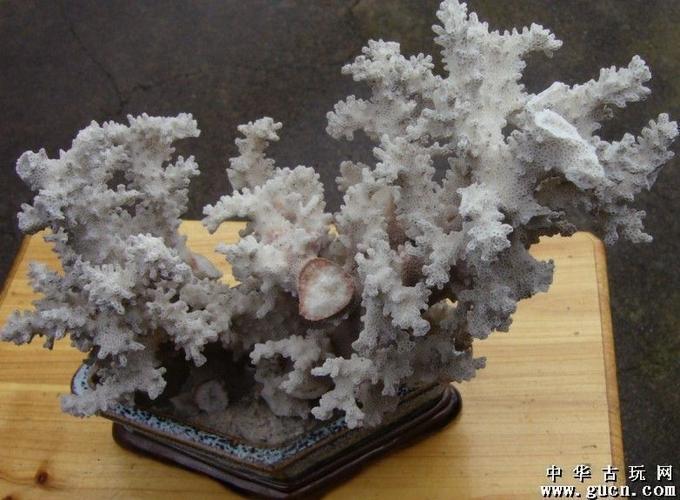 雪白珊瑚盆景