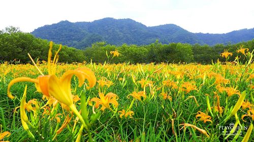 【南投景点】2017日月潭金针花季,南投赏花一日游!